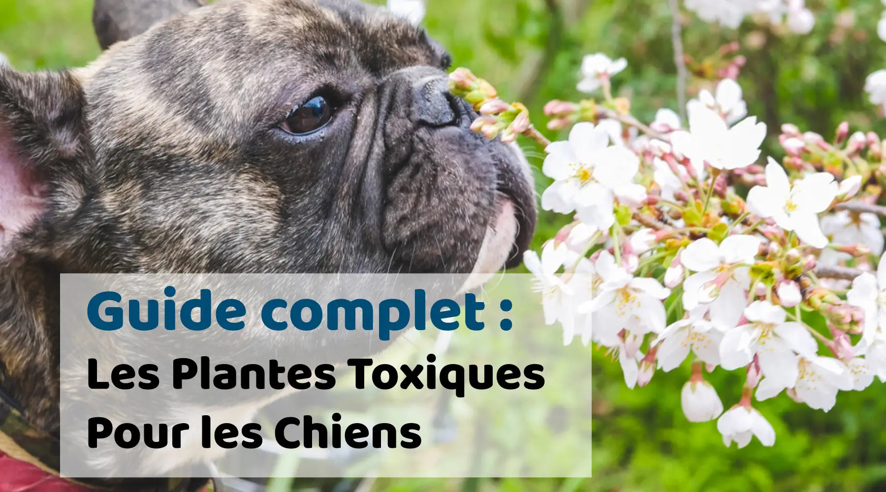 Guide des plantes toxiques pour les chiens