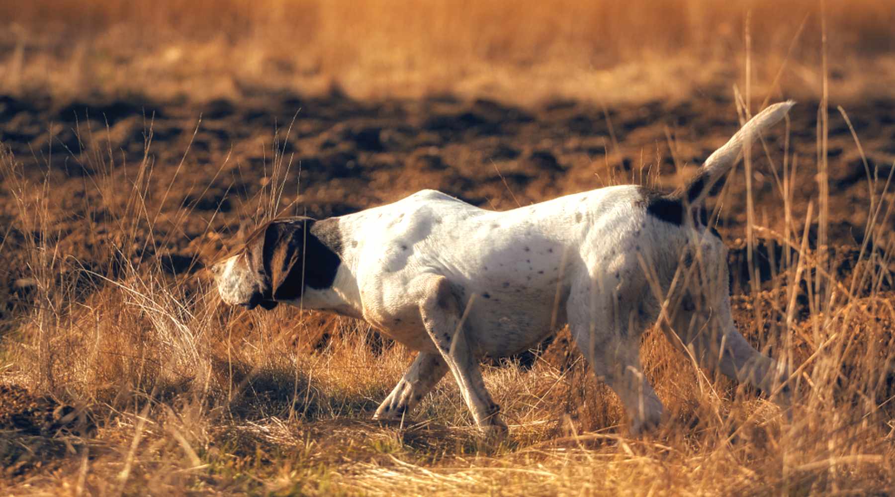 liste chien de chasse