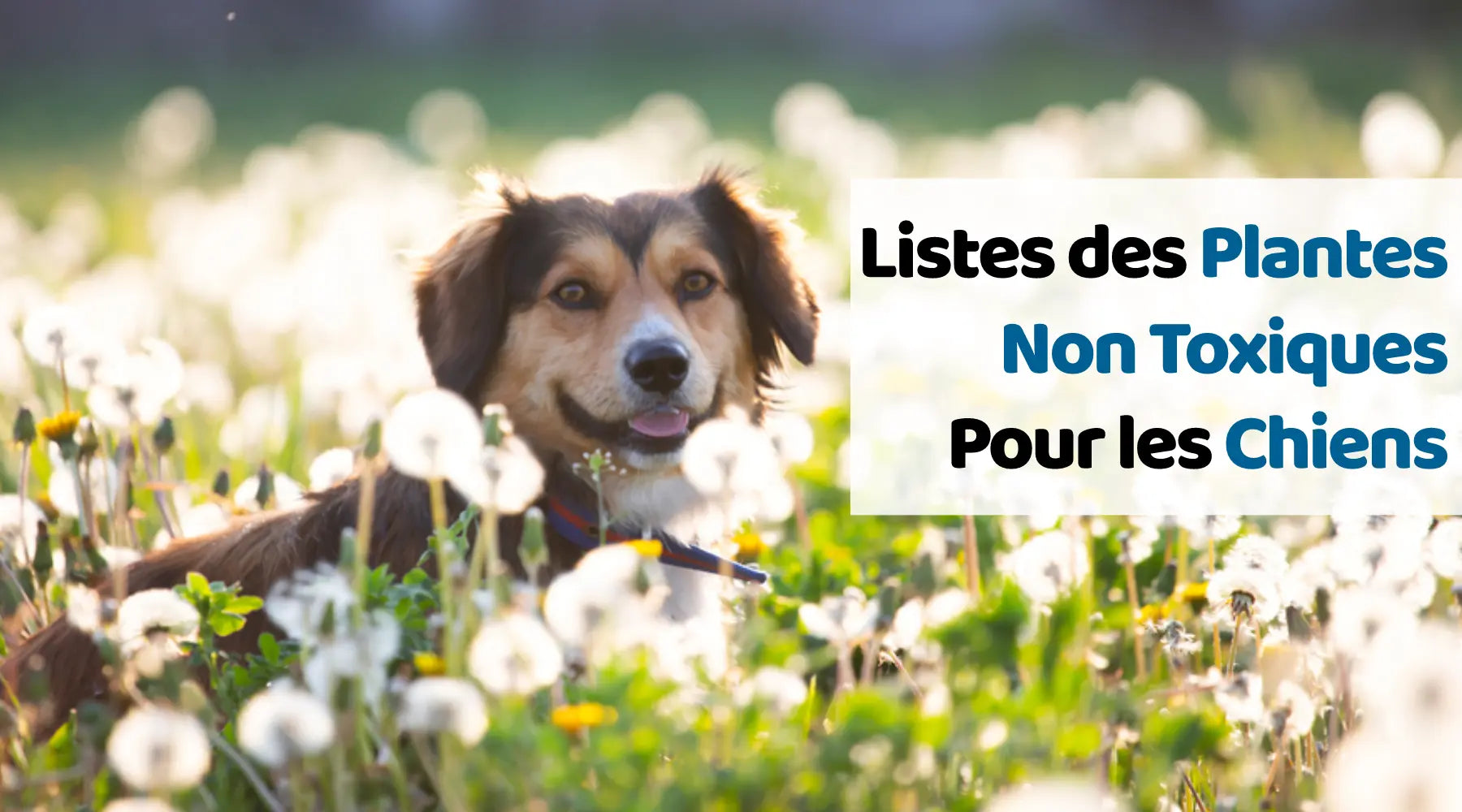 Listes de plantes non toxiques pour les chiens