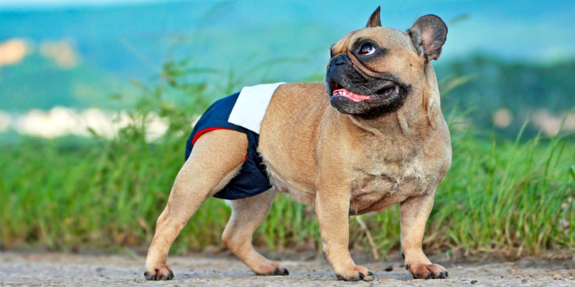 Couche pour chien