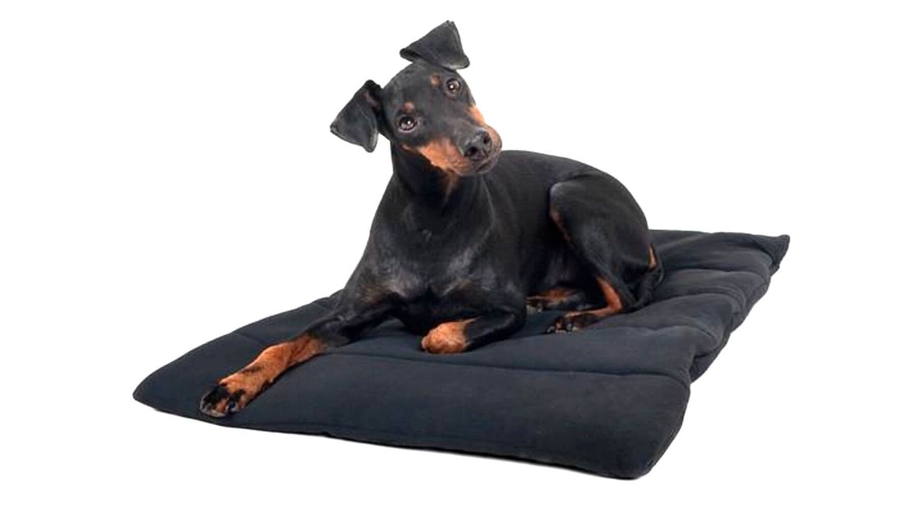 Comment désodoriser le tapis, couffin ou niche de votre chien cinq i