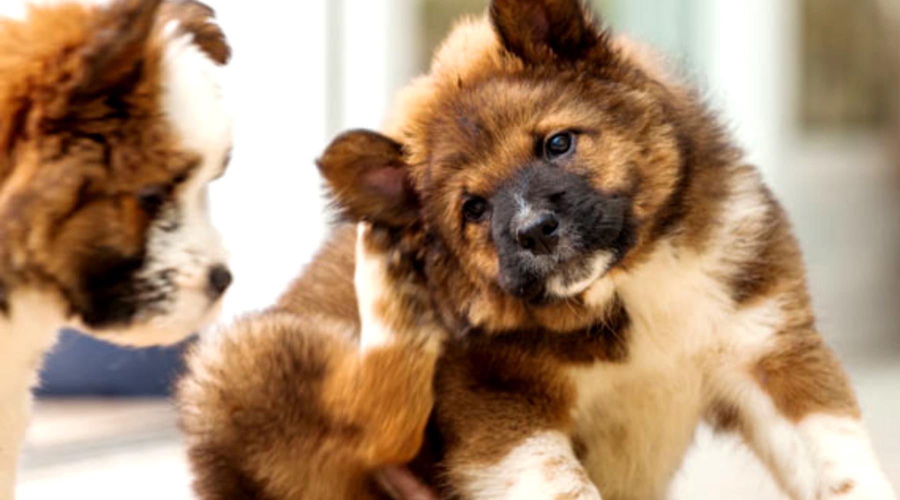 problème peau chien