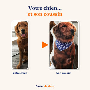 Votre chien… et son coussin : un golden retriever et le coussin découpé à sa silhouette