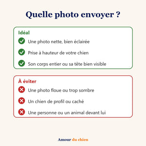 Conseils pour choisir la photo de votre chien : nette, bien éclairée, sans personne devant lui