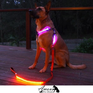 harnais lumineux pour chien