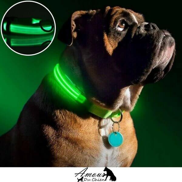 collier lumineux pour chien
