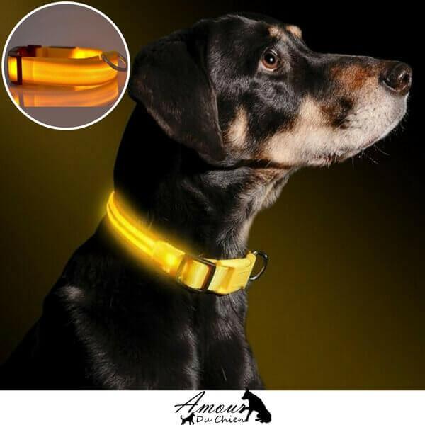 collier lumineux pour chien
