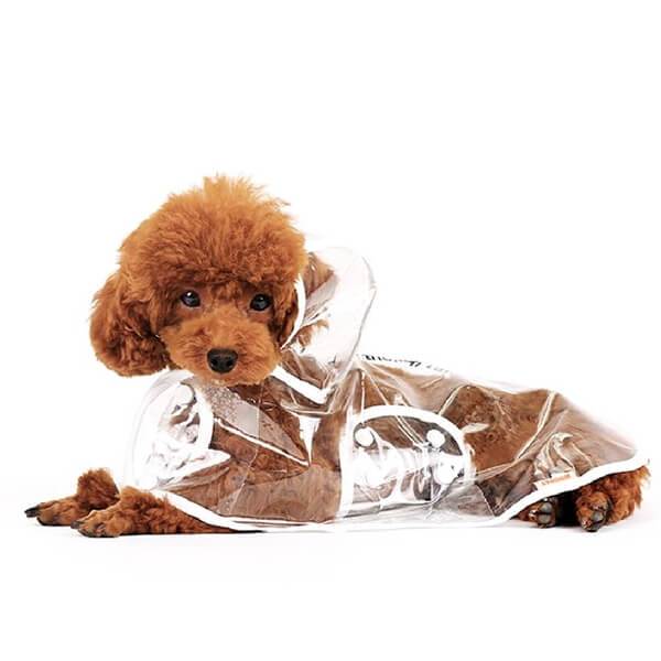 Imperméable pour chien transparent