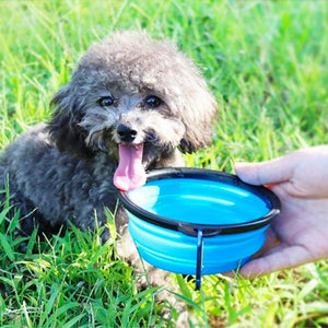 bouteille 2 en 1 chien voyage