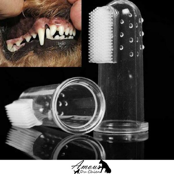 brosse a dent chien