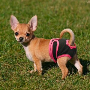 couche pour petit chien