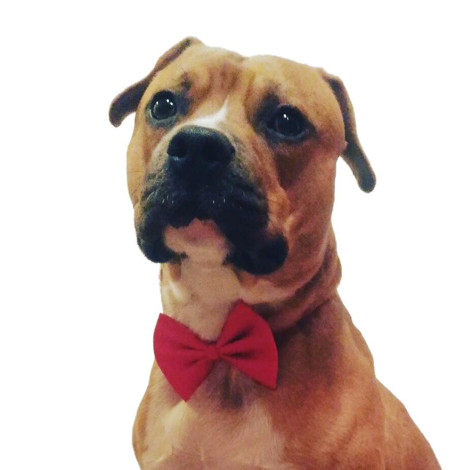 Nœud Papillon - 9 Coloris