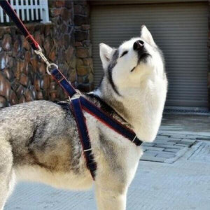 harnais et laisse en jean pour chien