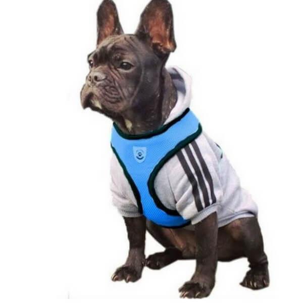 harnais et laisse pour chien