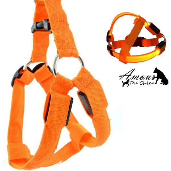 harnais lumineux pour chien