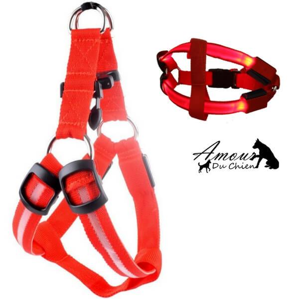 harnais lumineux pour chien