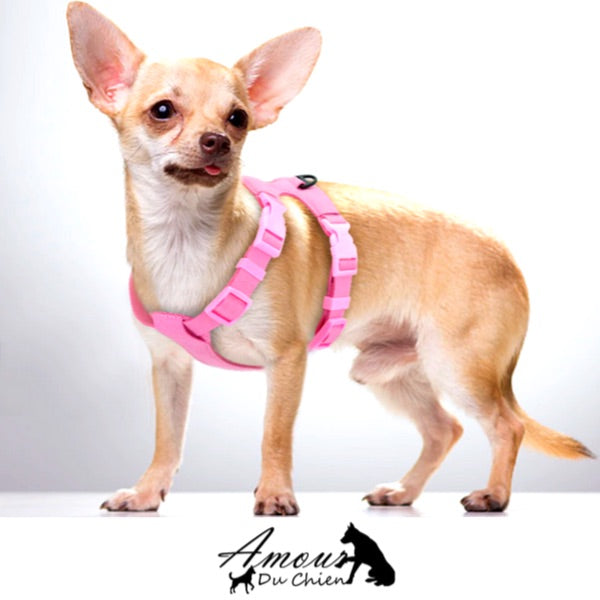 Harnais pour chien