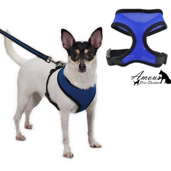 harnais souple bleu chien