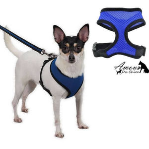 harnais souple bleu chien