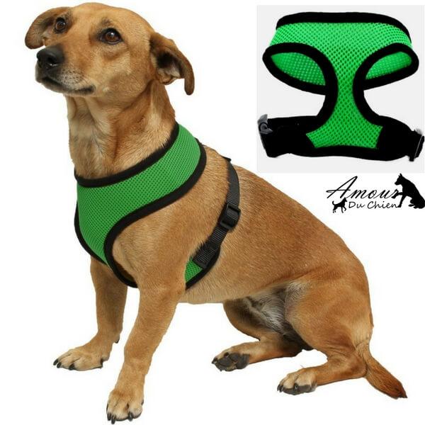 harnais souple vert chien