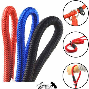 longe dressage chien