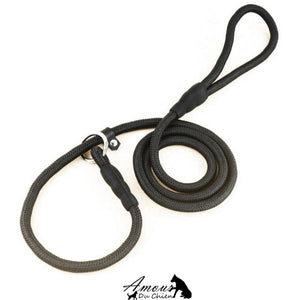 longe dressage chien