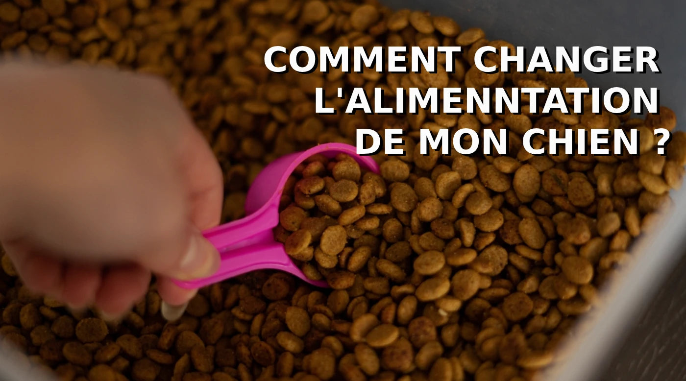 Changer l'alimentation de mon chien