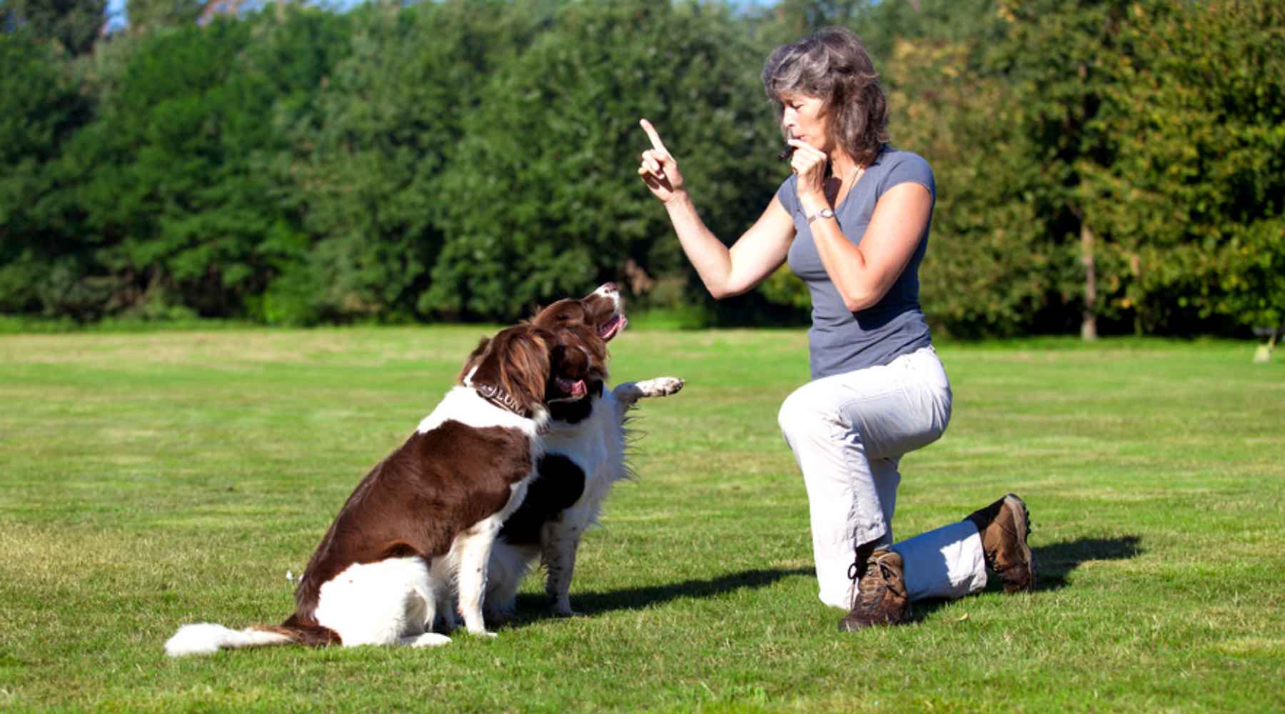 Comment dresser un chien ?