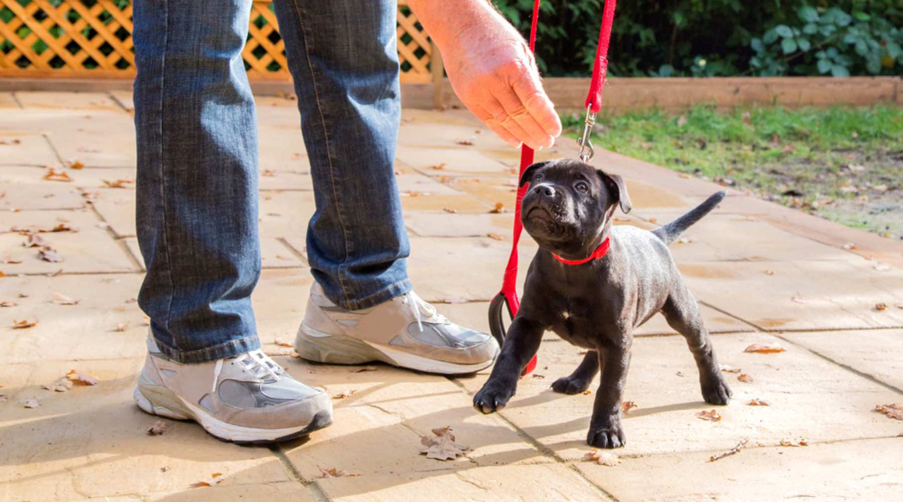 Comment Dresser un Jeune Chien ou Chiot ? | Techniques & Astuces