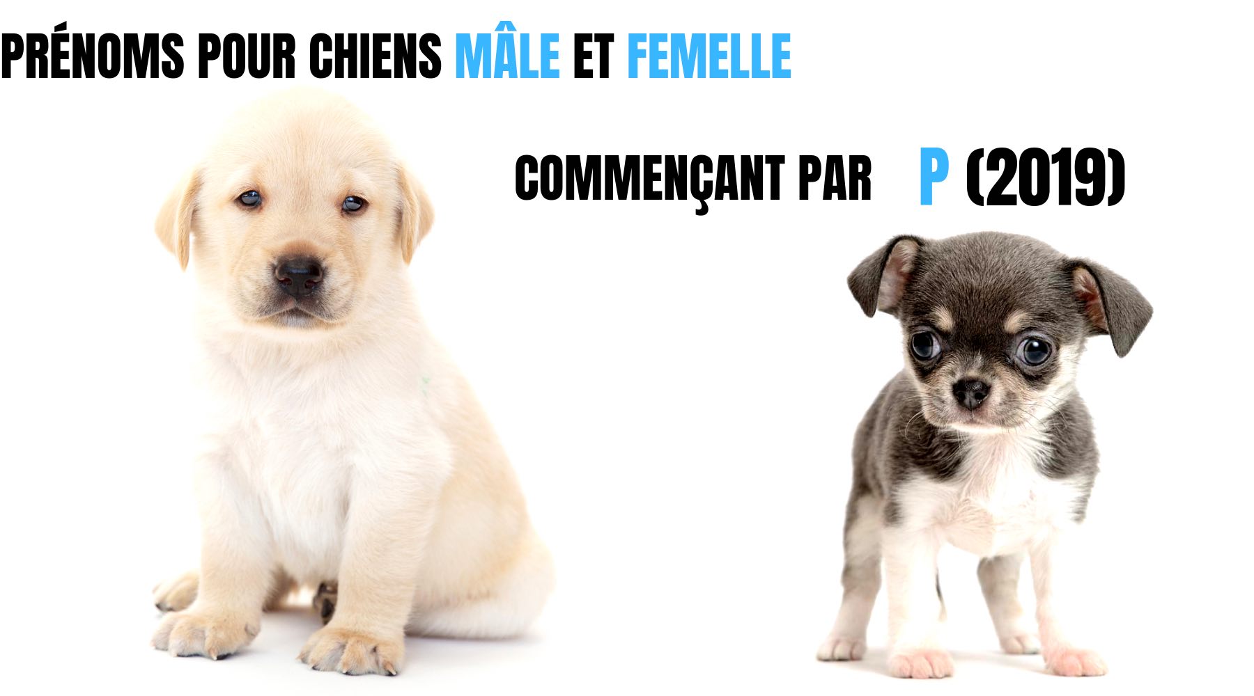 Prénoms Chiens Mâle et Femelle en P (2019)