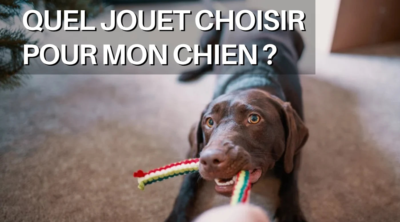 Quel jouet choisir pour mon chien