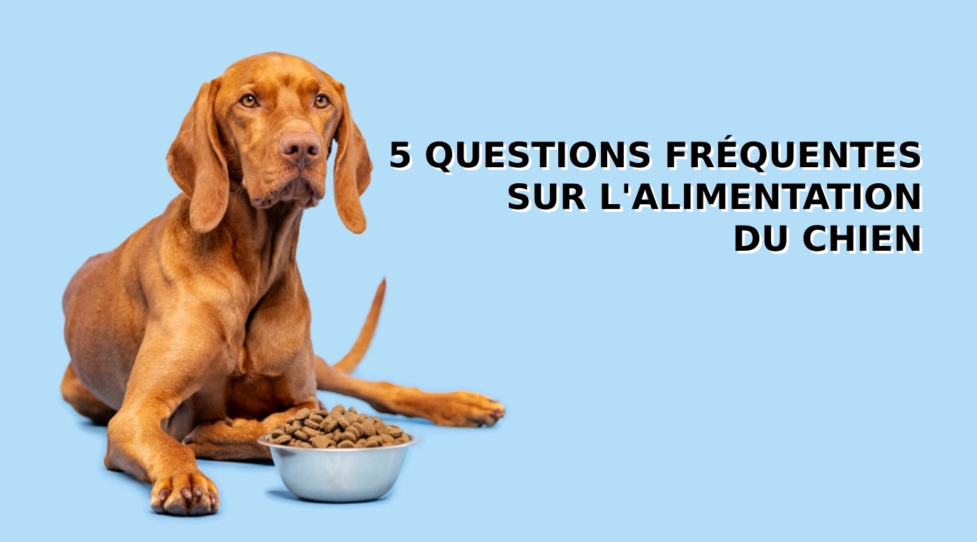 Question fréquentes sur l'alimentation chien