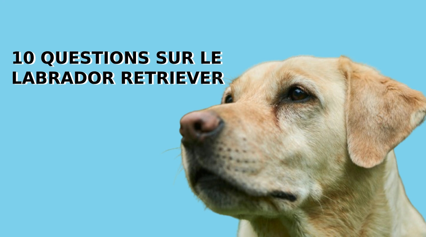 Questions sur la race labrador retriever