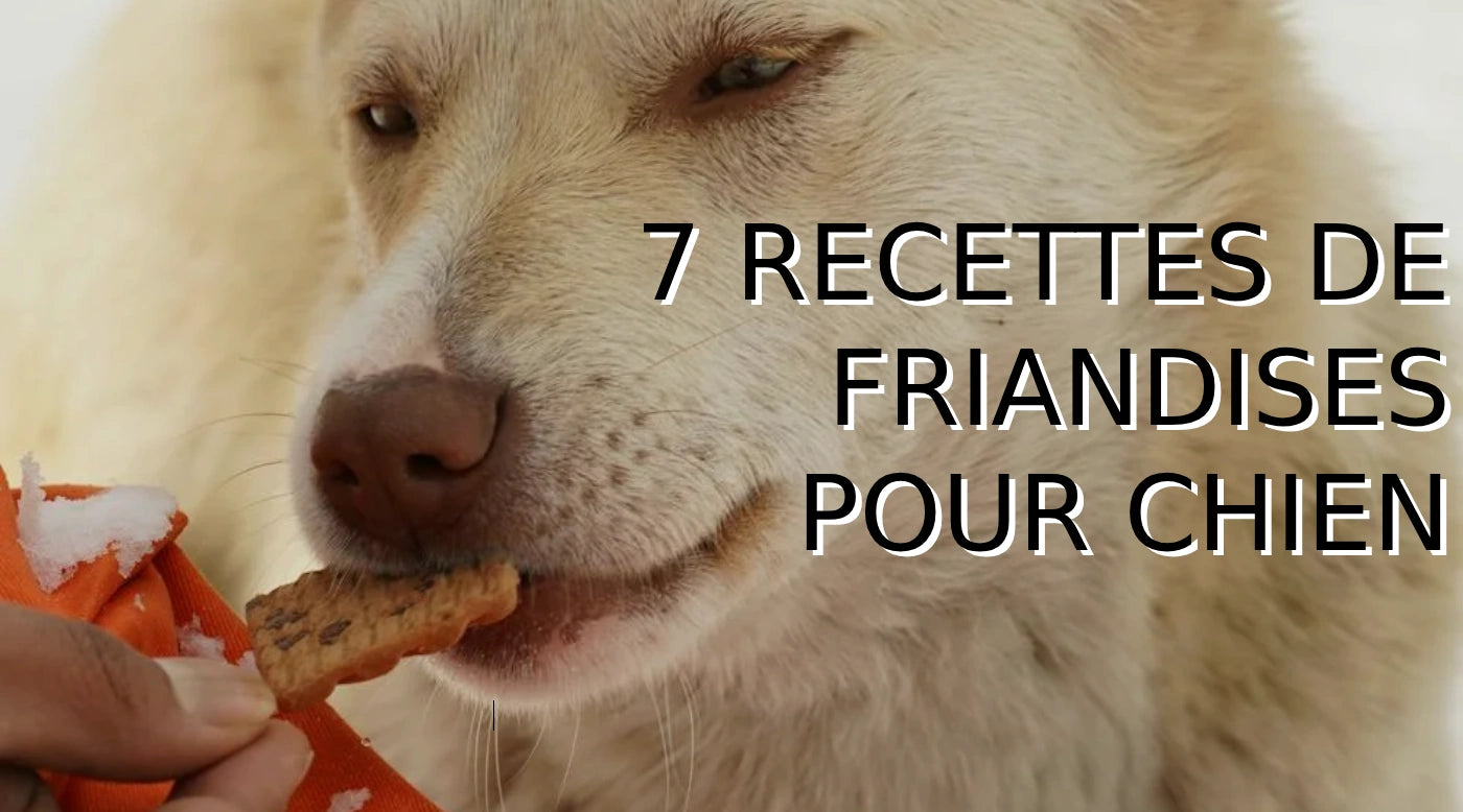 Recette de friandises maison pour chien