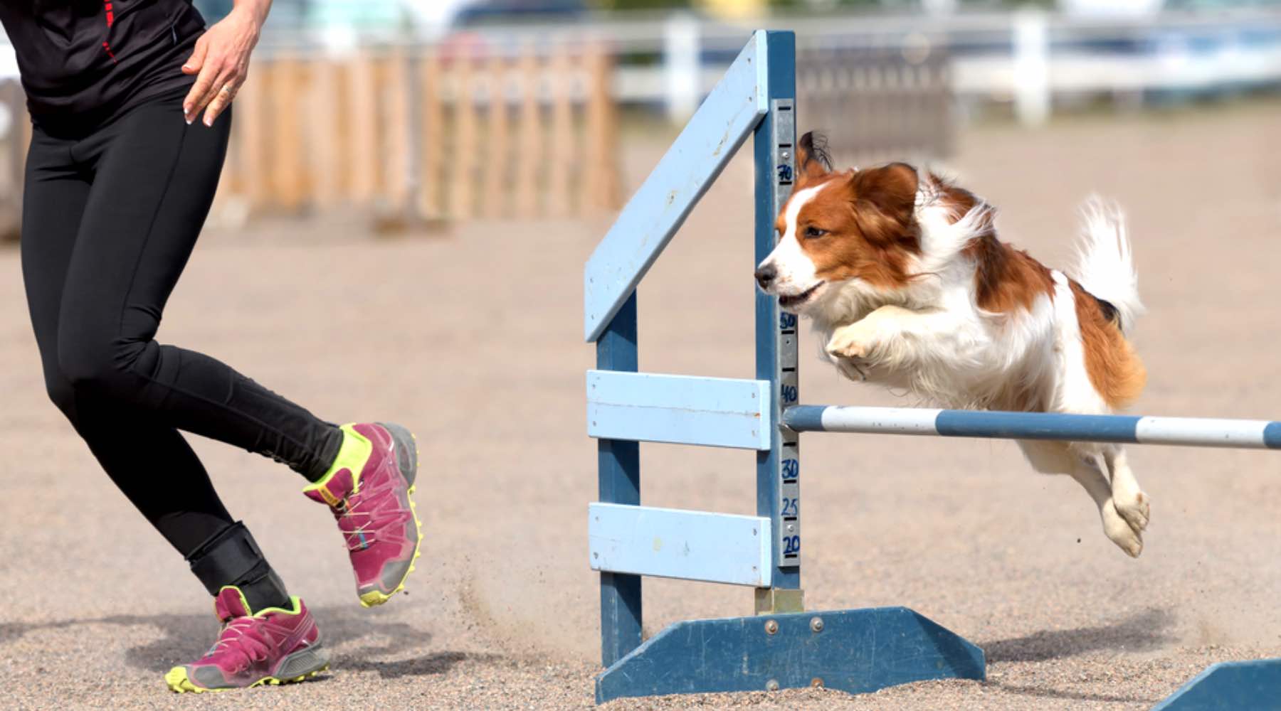 sport canin agility chien