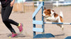 sport canin agility chien
