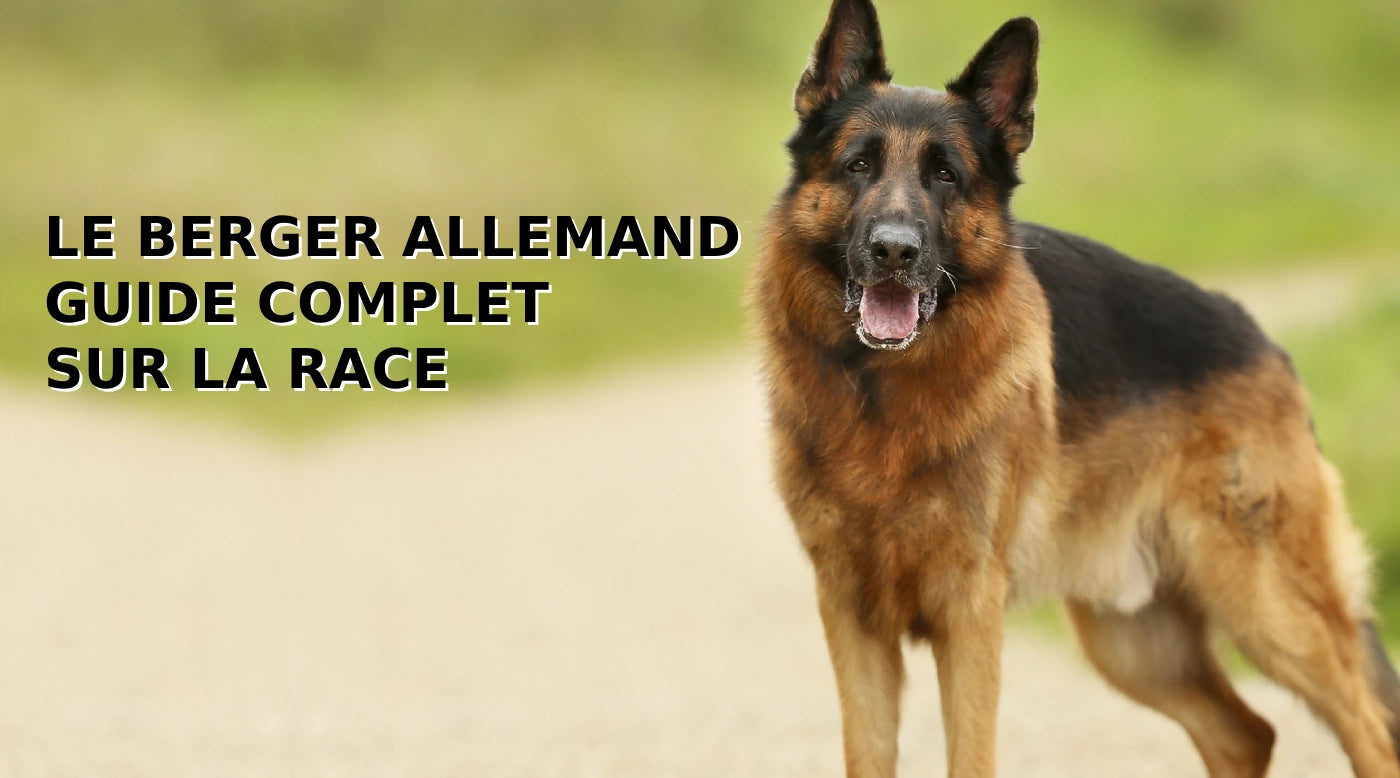 guide complet sur la race berger allemand