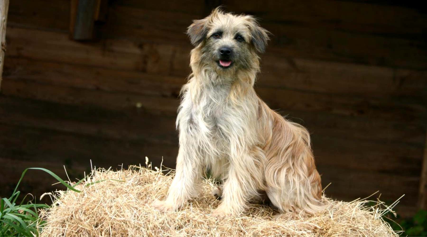 berger-des-pyrenees-race-chiens