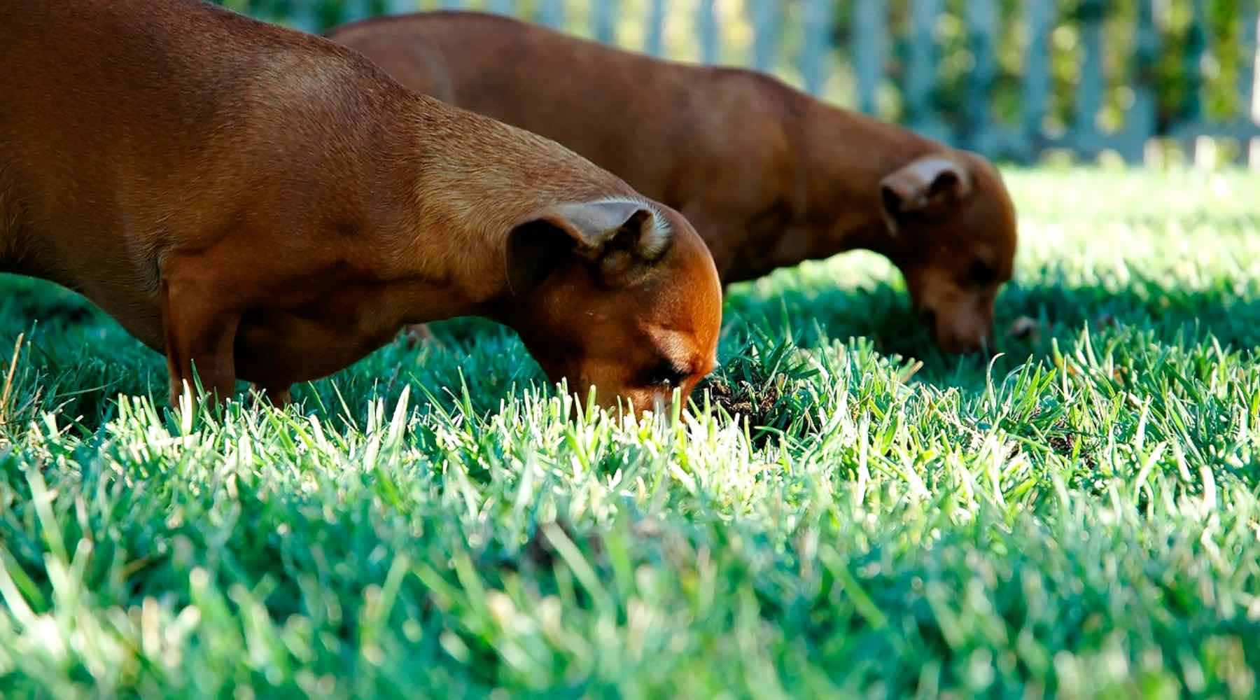 chien mange herbe