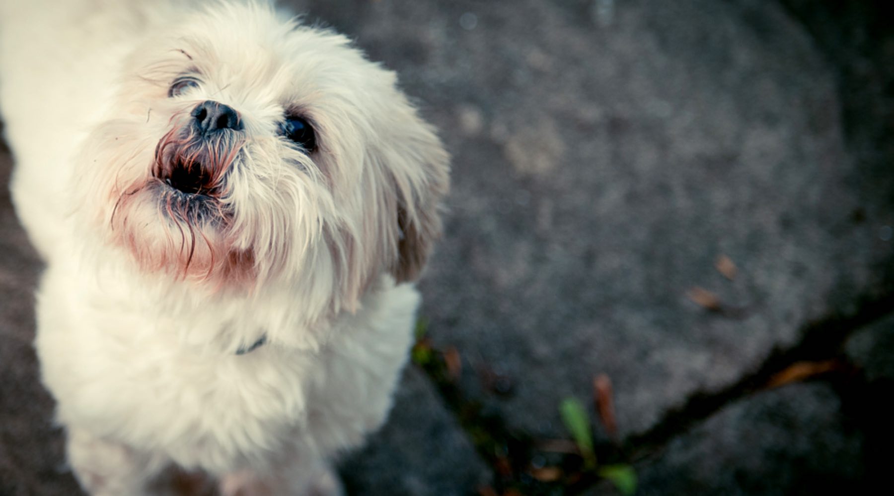 chien qui aboie la nuit