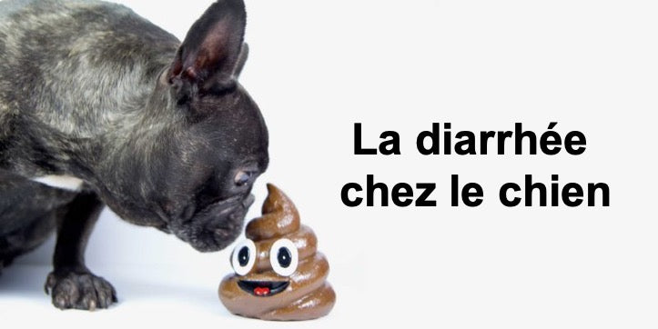 La diarrhée chez le chien :causes et traitements