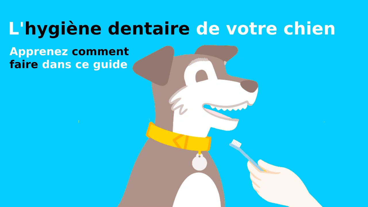 L'hygiène dentaire de votre chien