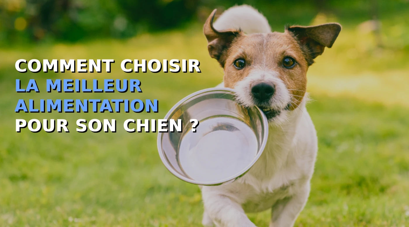 Comment choisir la meilleure alimentation pour son chien : Guide complet