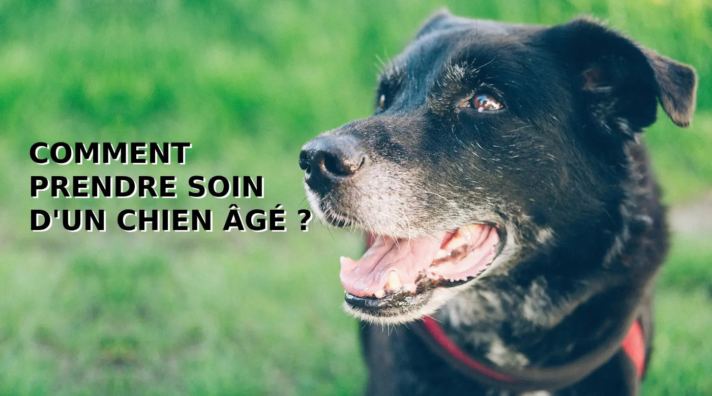 Comment prendre soin d'un chien âgé : Conseils pour assurer une vie confortable et saine