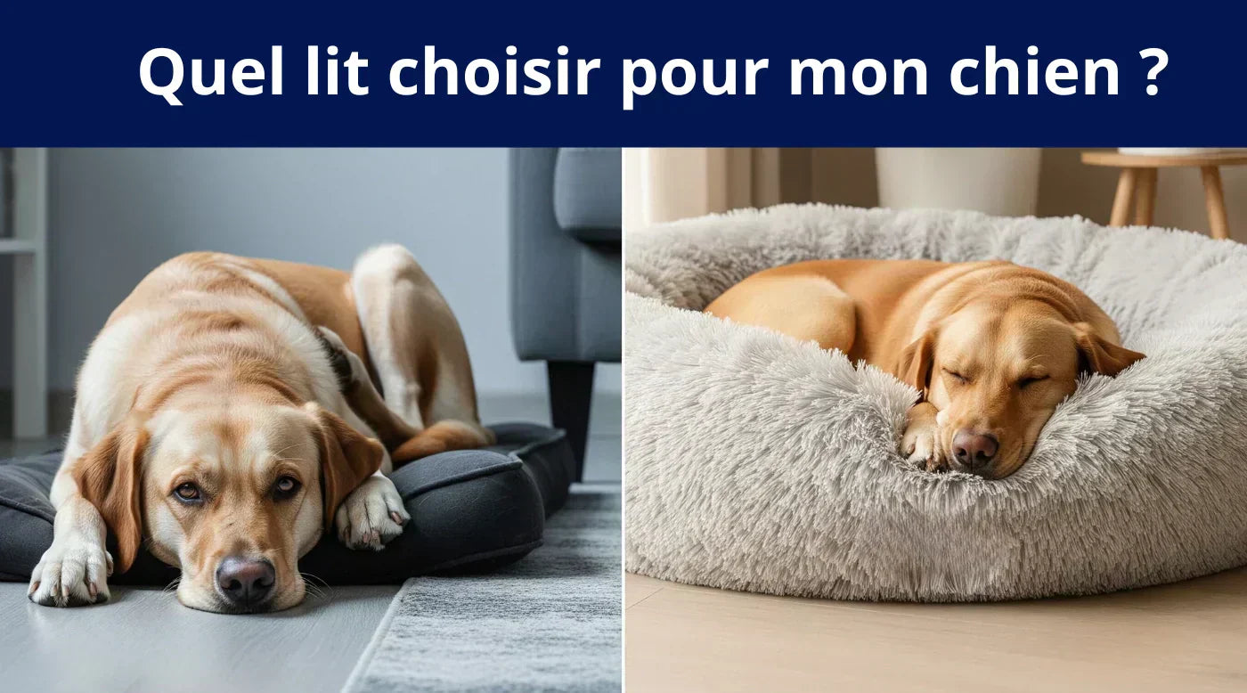 quel lit pour mon chien ?