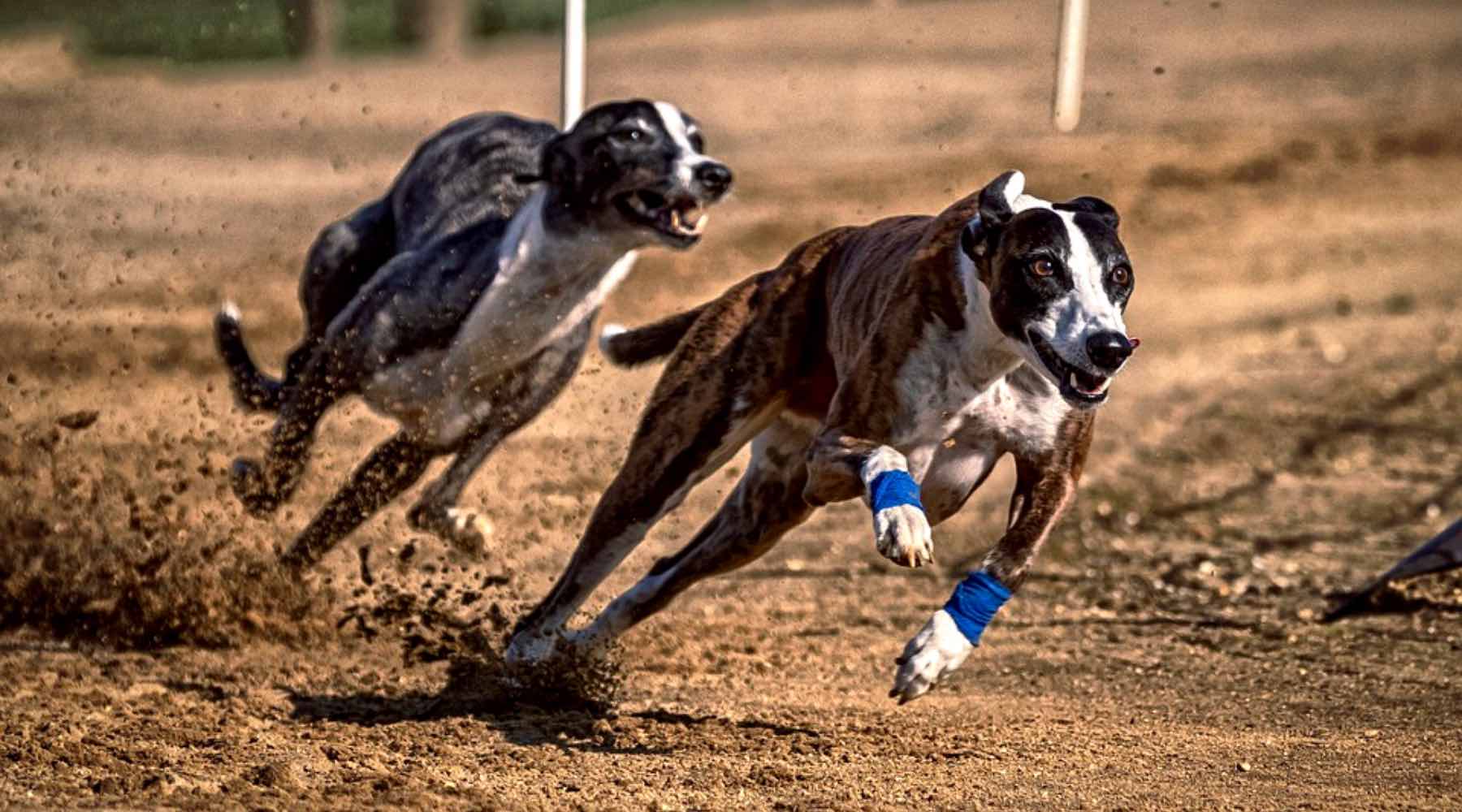 sport canin course de lévriers