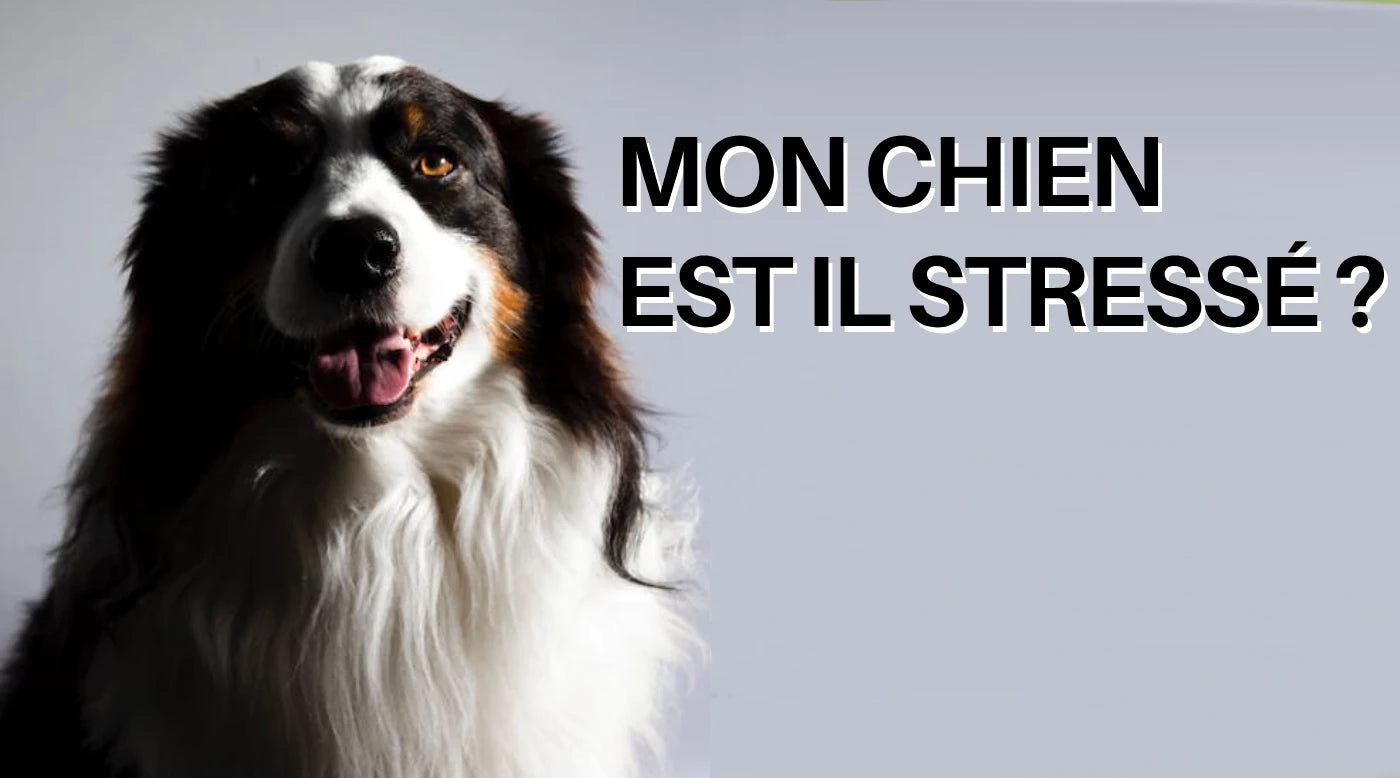 Mon chien est-il stressé ?