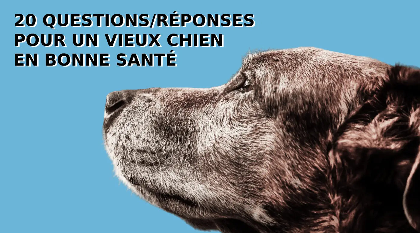 20 Questions-Réponses pour un vieux chien en bonne santé