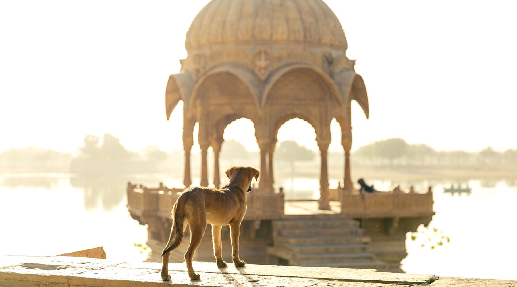 voyage avec un chien