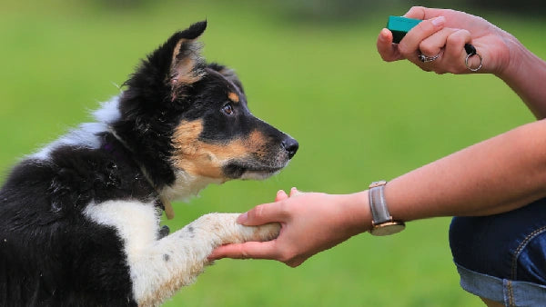 comment dresser un chiot